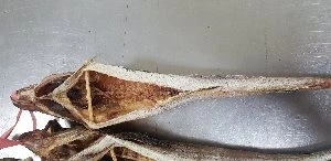 동해바다 해풍건조 반건조생선세트(제수용,선물용)참가자미,미주구리,참돔,코다리,방어,열기 생선모듬 행사장 상세 안내 21