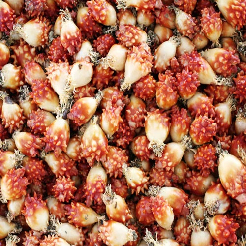 멍게 1kg~동해바다에서 다이버가 직접 잡아요~