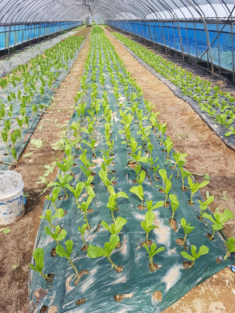 (대) (6~7인분) 완전손질과메기20마리(40쪽)+야채풀세트 상세 안내 26