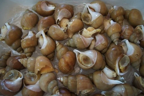 동해산 황고동(삶은고동)300g*삶아서 알맹이만 추려 드시기좋게 포장하였습니다*