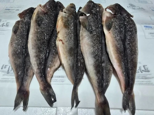 (한정특가)동해 해풍건조 반건조 임연수 5마리 30cm내외 찜,구이,선물용 특가판매