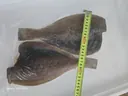 동해 해풍건조 참가자미 특대 완전손질 가자미 2마리(마리당30cm) 상품 이미지 5